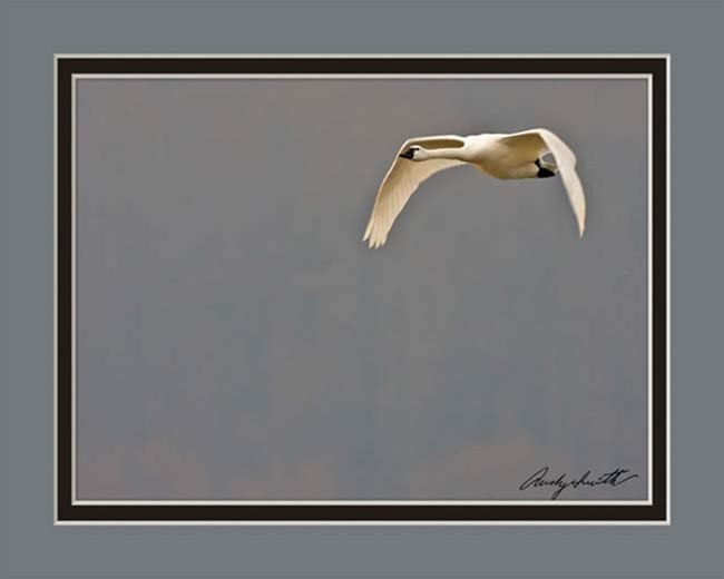 Tundra Swan in Flight at Sunriise